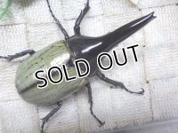 4月22日入荷！　Dh.ヘラクレスオオカブト☆♂92ミリ新成虫単品（太め）　(6)