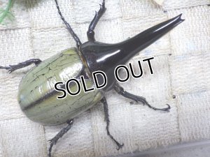 画像1: 4月22日入荷！　Dh.ヘラクレスオオカブト☆♂92ミリ新成虫単品（太め）　(6)