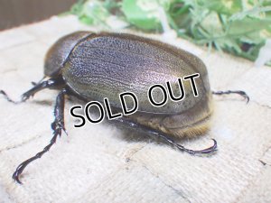 画像2: 4月22日入荷！　Dh.ヘラクレスオオカブト☆♀68ミリ新成虫単品　(8)