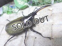 4月22日入荷！　Dh.ヘラクレスオオカブト☆♂92ミリ新成虫単品　(7)