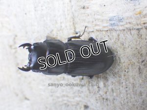 画像1: 即ブリ!!  スキットオオクワ☆♂27ミリ♀23ミリ新成虫別血統ペア