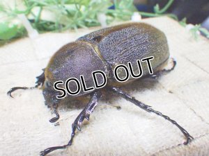 画像1: 4月22日入荷！　Dh.ヘラクレスオオカブト☆♀68ミリ新成虫単品　(8)