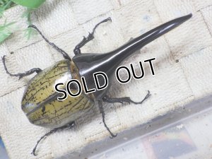 画像3: 4月22日入荷！　Dh.ヘラクレスオオカブト☆♂122ミリ新成虫単品　(3)