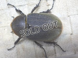 画像3: 4月22日入荷！　Dh.ヘラクレスオオカブト☆♀68ミリ新成虫単品　(8)