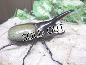 画像3: 4月22日入荷！　Dh.ヘラクレスオオカブト☆♂92ミリ新成虫単品（太め）　(6)