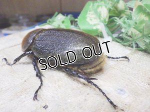 画像2: 4月22日入荷！　Dh.ヘラクレスオオカブト☆♀66ミリ新成虫単品　(9)