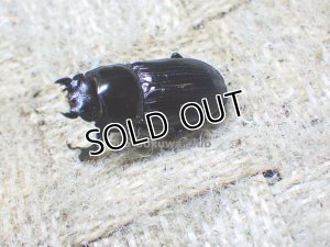 画像4: 即ブリ!!  スキットオオクワ☆♂27ミリ♀23ミリ新成虫別血統ペア