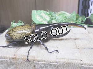 画像2: 4月22日入荷！　Dh.ヘラクレスオオカブト☆♂122ミリ新成虫単品　(3)