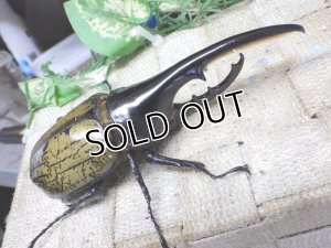 画像1: 4月22日入荷！　Dh.ヘラクレスオオカブト☆♂122ミリ新成虫単品　(3)