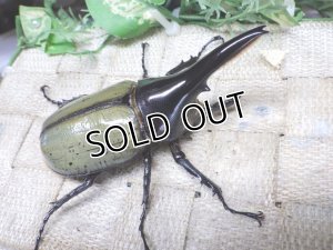 画像2: 4月22日入荷！　Dh.ヘラクレスオオカブト☆♂92ミリ新成虫単品（太め）　(6)