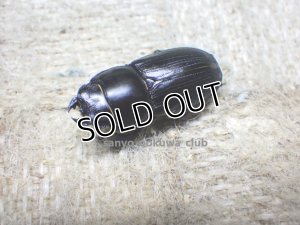 画像5: 今季ブリード個体！ スキットオオクワ☆♂24ミリ♀24ミリ新成虫ペア