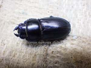 画像4: 今季ブリード個体！ スキットオオクワ☆♂24ミリ♀24ミリ新成虫ペア