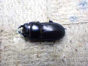画像3: 今季ブリード個体！ スキットオオクワ☆♂24ミリ♀24ミリ新成虫ペア