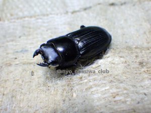 画像2: 今季ブリード個体！ スキットオオクワ☆♂24ミリ♀24ミリ新成虫ペア
