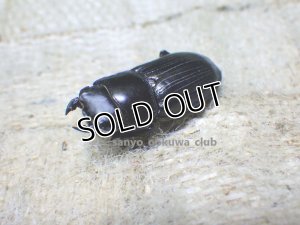 画像2: 今季ブリード個体！ スキットオオクワ☆♂24ミリ♀24ミリ新成虫ペア
