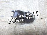 今季ブリード個体！ スキットオオクワ☆♂24ミリ♀22ミリ 2頭 新成虫別血統トリオ