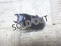 今季ブリード個体！ スキットオオクワ☆♂24ミリ♀24ミリ新成虫ペア