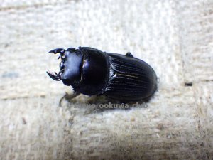 画像1: 今季ブリード個体！ スキットオオクワ☆♂24ミリ♀24ミリ新成虫ペア