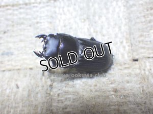 画像1: 今季ブリード個体！ スキットオオクワ☆♂24ミリ♀24ミリ新成虫ペア