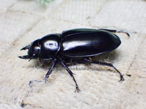 画像3: ウエストウッディ( Lower Subansiri)産☆♀38ミリ新成虫単品（2025年ブリード用）
