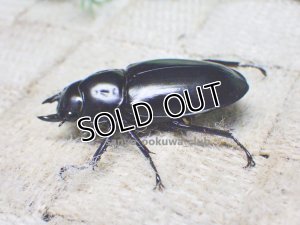 画像3: ウエストウッディ( Lower Subansiri)産☆♀38ミリ新成虫単品（2025年ブリード用）
