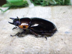 画像5: ファブリーズノコギリ亜種タカクアイ☆♂67ミリ♀37ミリ新成虫ペア