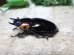 画像5: ファブリーズノコギリ亜種タカクアイ☆♂67ミリ♀37ミリ新成虫ペア (5)