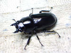 画像2: ウエストウッディ( Lower Subansiri)産☆♀40ミリ新成虫単品（2025年ブリード用） (3)