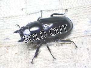 画像2: ウエストウッディ( Lower Subansiri)産☆♀40ミリ新成虫単品（2025年ブリード用） (3)
