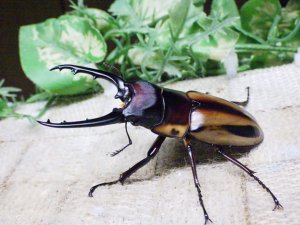 画像3: ファブリーズノコギリ亜種タカクアイ☆♂67ミリ♀37ミリ新成虫ペア