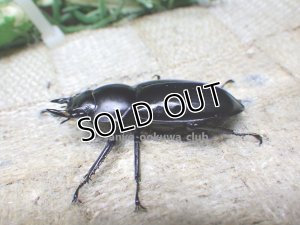 画像3: ウエストウッディ( Lower Subansiri)産☆♀40ミリ新成虫単品（2025年ブリード用） (2)