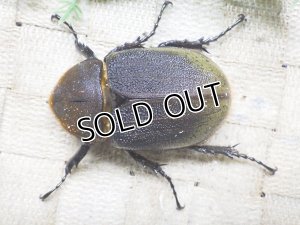 画像3: Dh.ヘラクレスオオカブト☆♀72ミリ新成虫単品