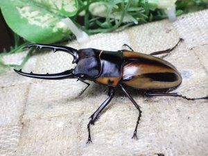 画像3: ファブリーズノコギリ亜種タカクアイ☆♂69ミリ♀38ミリ新成虫ペア