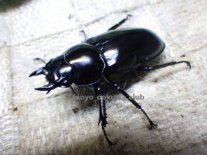 画像2:  ウエストウッディ( Lower Subansiri)産☆♀40ミリ新成虫単品（2025年ブリード用） (1)