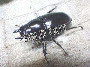 画像2:  ウエストウッディ( Lower Subansiri)産☆♀40ミリ新成虫単品（2025年ブリード用） (1)