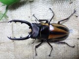 ファブリーズノコギリ亜種タカクアイ☆♂69ミリ♀38ミリ新成虫ペア
