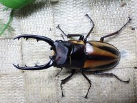ファブリーズノコギリ亜種タカクアイ☆♂69ミリ♀38ミリ新成虫ペア