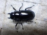  ウエストウッディ( Lower Subansiri)産☆♀40ミリ新成虫単品（2025年ブリード用） (1)