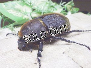 画像1: Dh.ヘラクレスオオカブト☆♀72ミリ新成虫単品