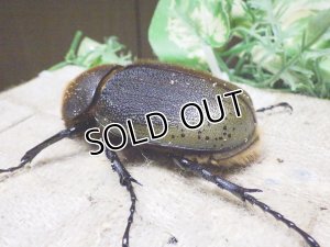 画像2: Dh.ヘラクレスオオカブト☆♀72ミリ新成虫単品