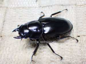 画像2: ウエストウッディ( Lower Subansiri)産☆♀38ミリ新成虫単品（2025年ブリード用）