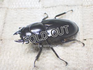 画像2: ウエストウッディ( Lower Subansiri)産☆♀38ミリ新成虫単品（2025年ブリード用）