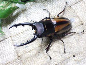 画像2: ファブリーズノコギリ亜種タカクアイ☆♂69ミリ♀38ミリ新成虫ペア