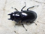 ウエストウッディ( Lower Subansiri)産☆♀38ミリ新成虫単品（2025年ブリード用）