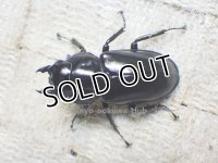 ウエストウッディ( Lower Subansiri)産☆♀38ミリ新成虫単品（2025年ブリード用）