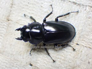 画像1: ウエストウッディ( Lower Subansiri)産☆♀38ミリ新成虫単品（2025年ブリード用）