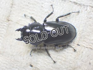 画像1: ウエストウッディ( Lower Subansiri)産☆♀38ミリ新成虫単品（2025年ブリード用）