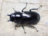 ウエストウッディ( Lower Subansiri)産☆♀40ミリ新成虫単品（2025年ブリード用） (3)
