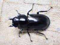 ウエストウッディ( Lower Subansiri)産☆♀40ミリ新成虫単品（2025年ブリード用） (3)