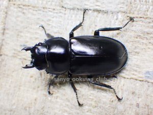 画像1: ウエストウッディ( Lower Subansiri)産☆♀40ミリ新成虫単品（2025年ブリード用） (3)